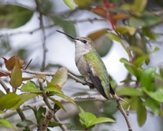 22nd Feb 2023 - LHG_4183 Young Black- chinned hummingbird 