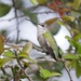 LHG_4183 Young Black- chinned hummingbird  by rontu