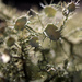 Bushy beard lichen - in color... by marlboromaam
