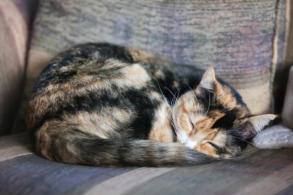 Sleepy kitten by kiwichick