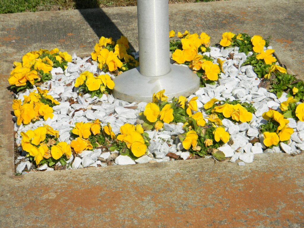 Yellow Flowers Underneath Flagpole  by sfeldphotos