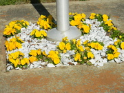 24th Feb 2023 - Yellow Flowers Underneath Flagpole 