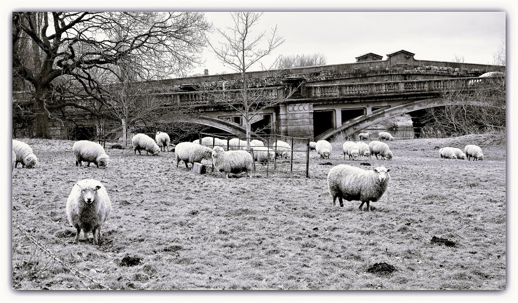 Sheep at Atcham  by beryl