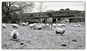 25th Feb 2023 - Sheep at Atcham 