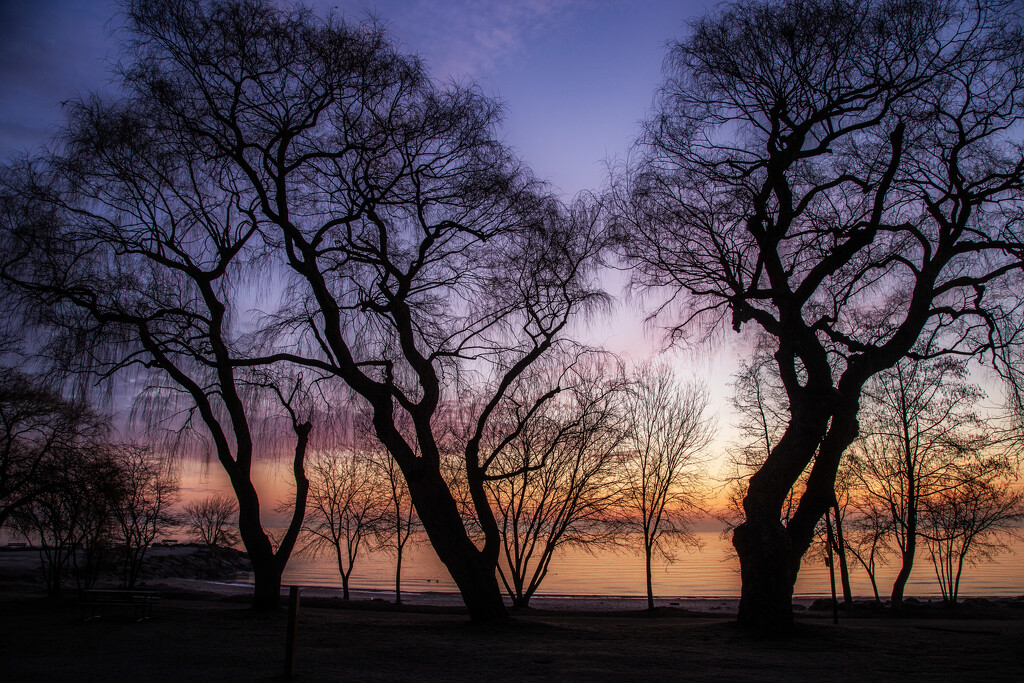 Winter Tree Silhouettes by pdulis