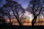 24th Feb 2023 - Winter Tree Silhouettes