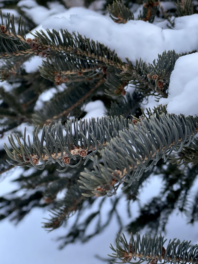 Snow on the Pines by eahopp