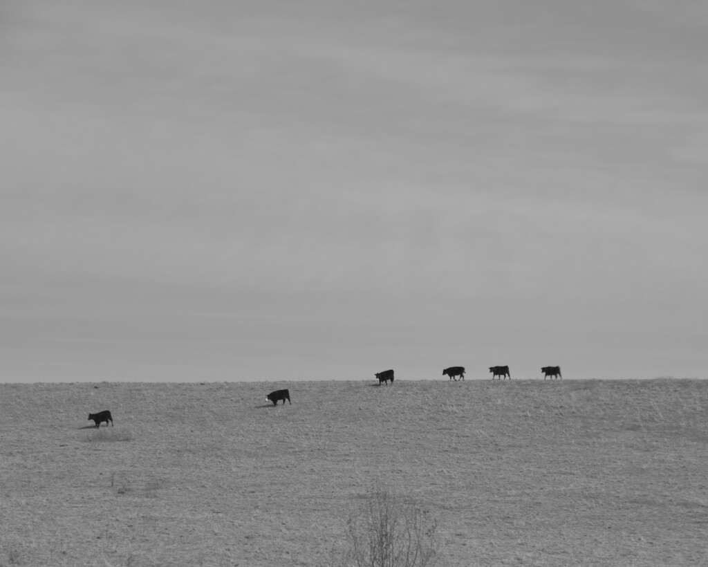 Cows on the Hill by genealogygenie