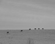 23rd Feb 2023 - Cows on the Hill