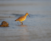 24th Feb 2023 - Willet