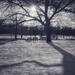 landscape5 , park shadows (b&w, day 24) by amyk