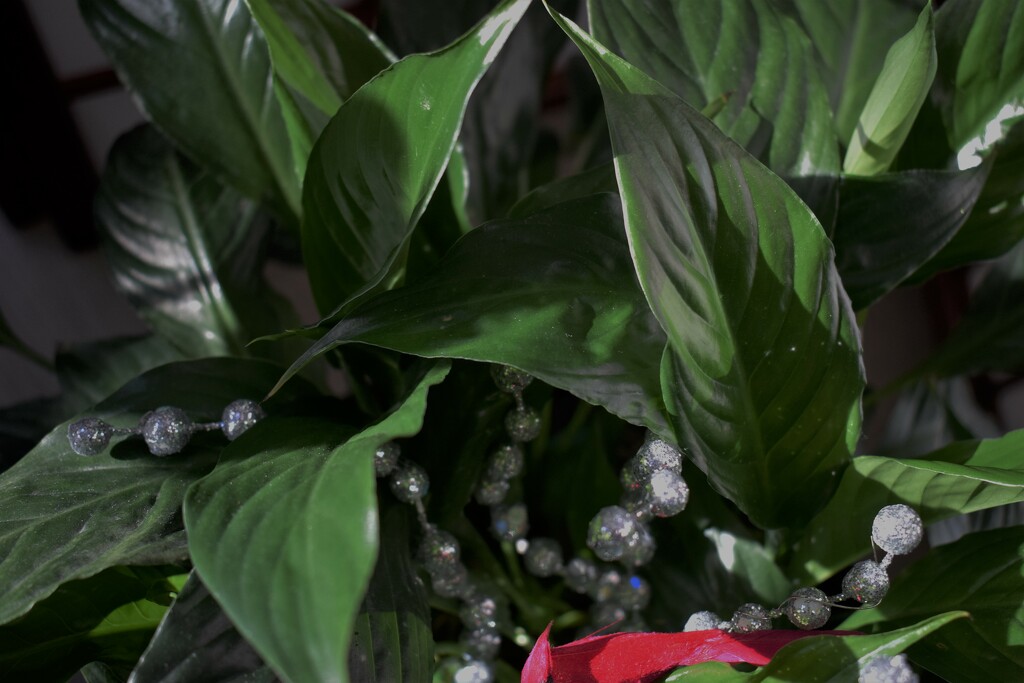 Closer view of Peace Lily plant by sandlily