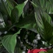 Closer view of Peace Lily plant by sandlily