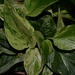 Pothos plant by sandlily