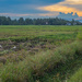 Setting sun over rice paddy, Arau by ianjb21
