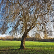 24th Feb 2023 - Winter willow