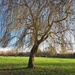 Winter willow by jokristina