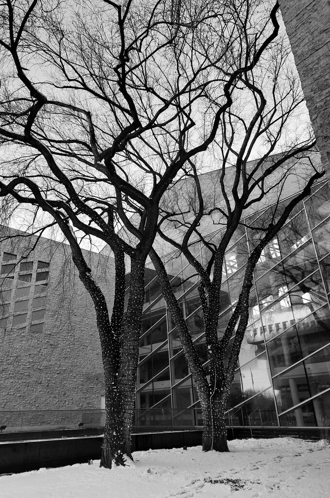 Edmonton In Black and White....Bare Branches by bkbinthecity