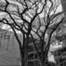 Edmonton In Black and White....Bare Branches by bkbinthecity