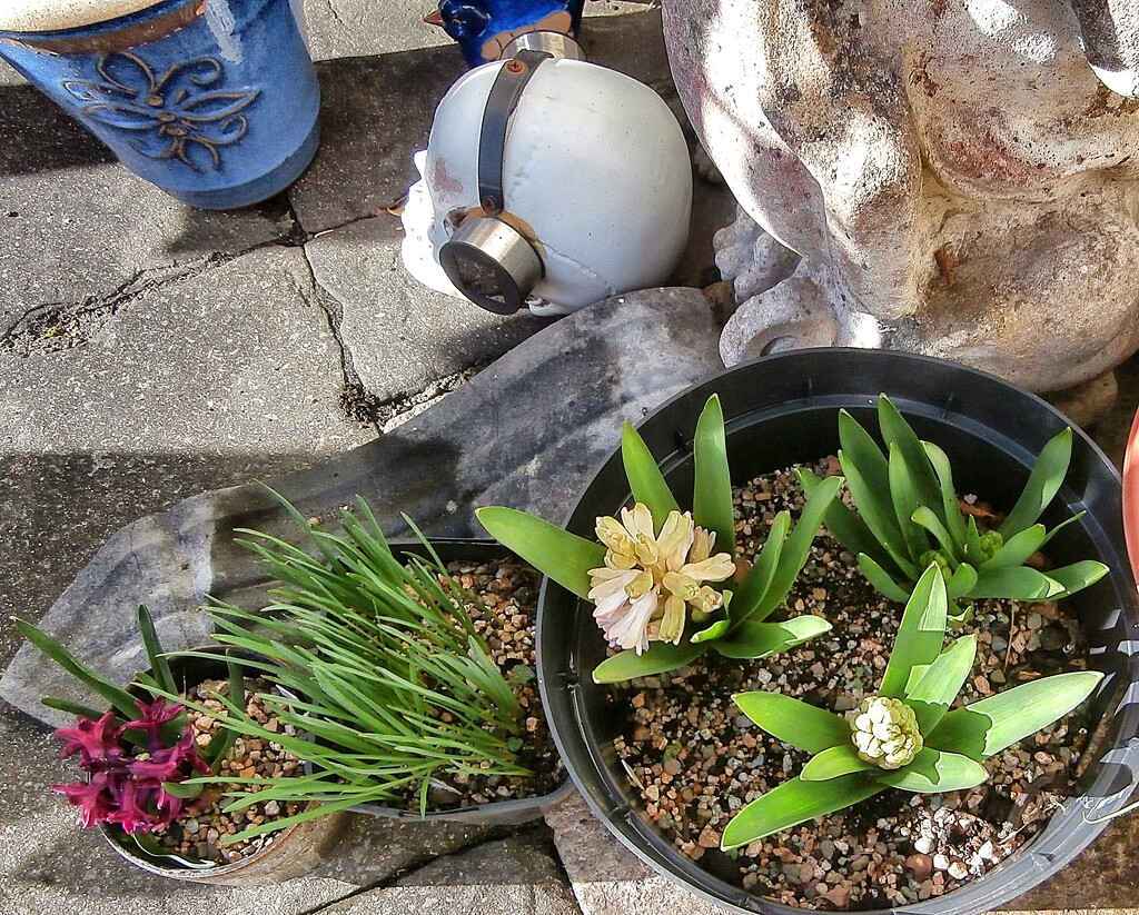Hyacinths........... by cutekitty