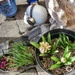 Hyacinths........... by cutekitty