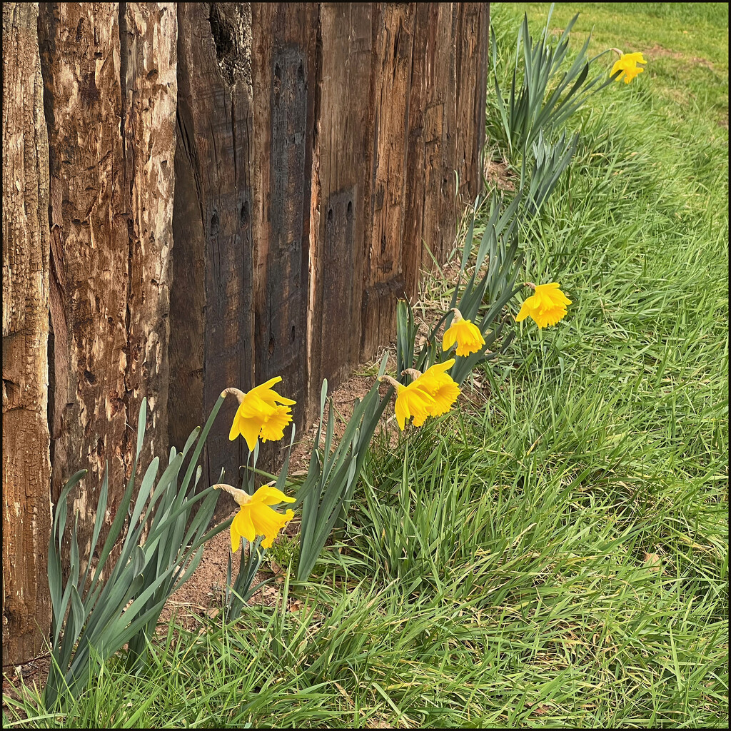 Daffodils  by marshwader