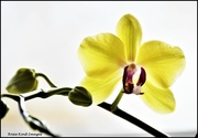 25th Feb 2023 - One of my orchids