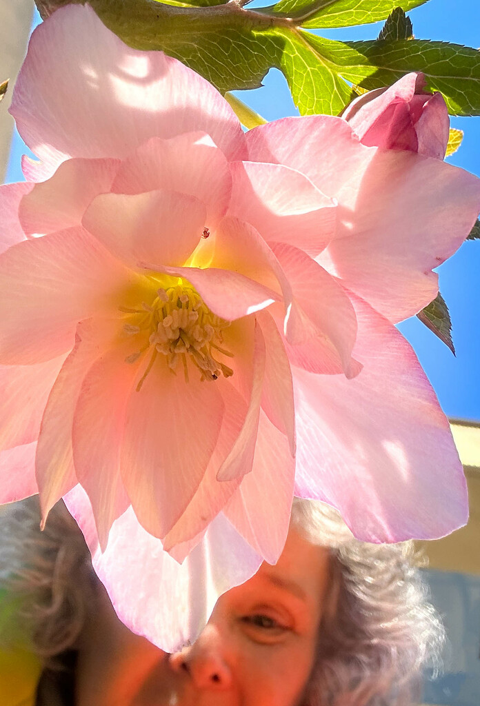 Lenten Rose Selfie by cdonohoue