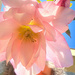 Lenten Rose Selfie by cdonohoue