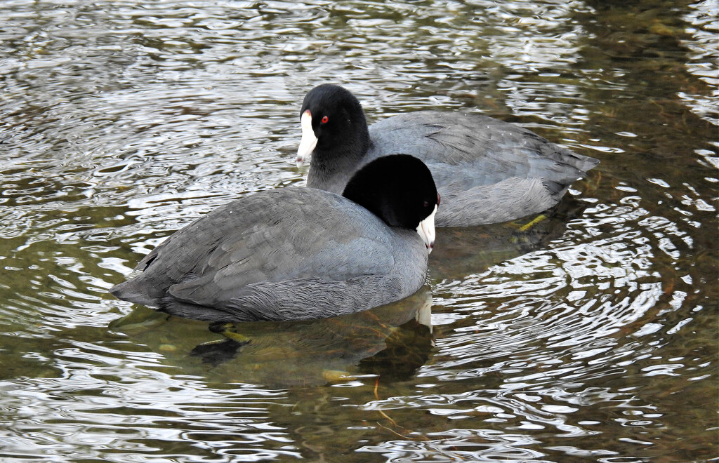American Coots by seattlite