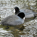 American Coots by seattlite