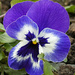 Pansy by fishers