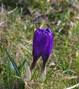 25th Feb 2023 - Purple Crocus Flowers