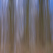 Bluebell Woods by 30pics4jackiesdiamond