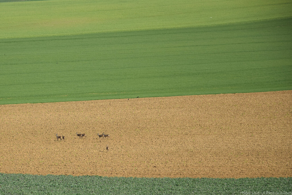 7 Roe deers by parisouailleurs