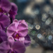 Orchid by pompadoorphotography