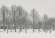 25th Feb 2023 - Line of Trees - Winter Park