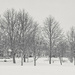Line of Trees - Winter Park by gardencat