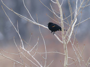 25th Feb 2023 - red-winged blackbird in a tree