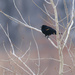 red-winged blackbird in a tree by rminer