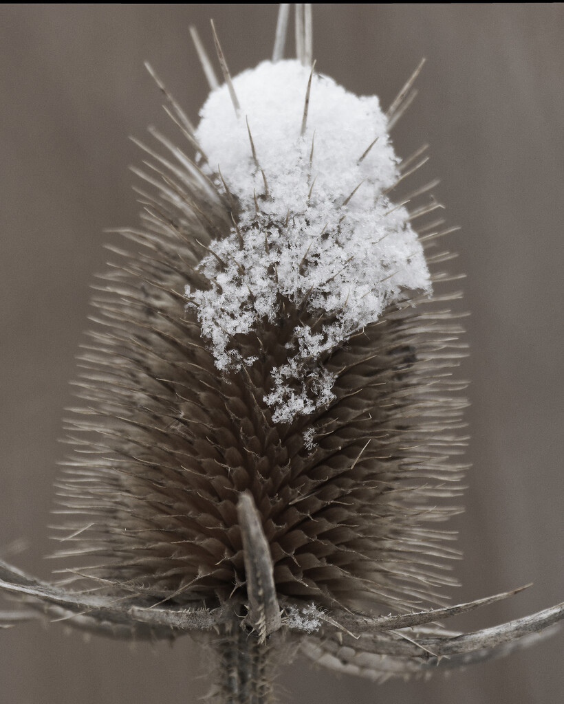 teasel by rminer