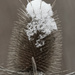 teasel by rminer
