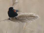 25th Feb 2023 - red-winged blackbird on a reed