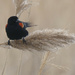 red-winged blackbird on a reed