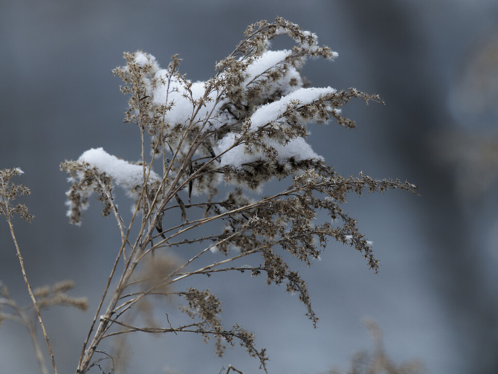 Goldenrod dusted with snow by rminer