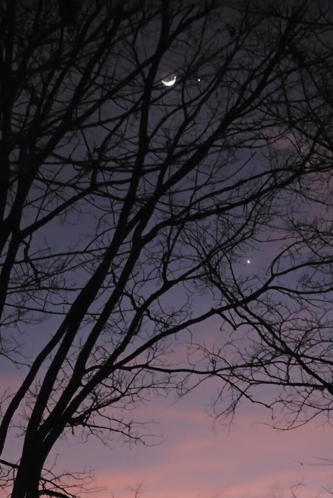 Moon, Jupiter and Venus behind a tree by matsaleh
