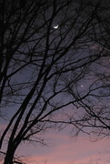 22nd Feb 2023 - Moon, Jupiter and Venus behind a tree
