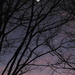 Moon, Jupiter and Venus behind a tree