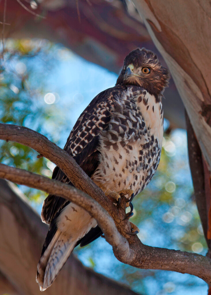 juvenile red-tailed hawk by ellene