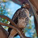 juvenile red-tailed hawk by ellene